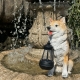 Садовая фигурка на солнечной батарее Корги Fluffly